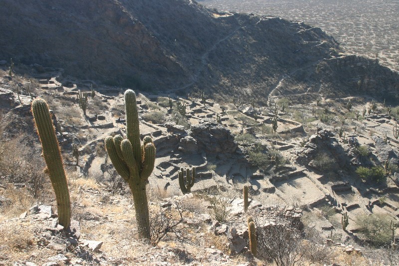 Cardones
