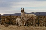 IMG_5611.jpg