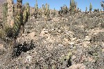 IMG_5667.jpg