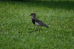 IMG_5770.jpg
