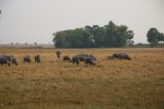 IMG_2764.JPG