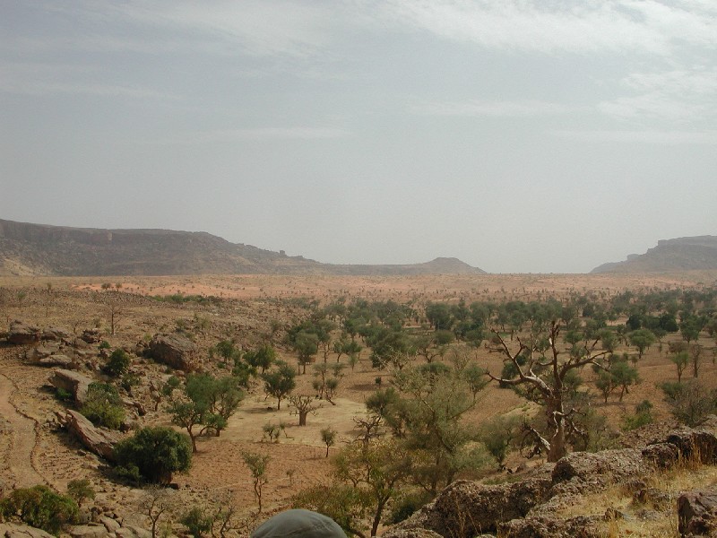 Savane
