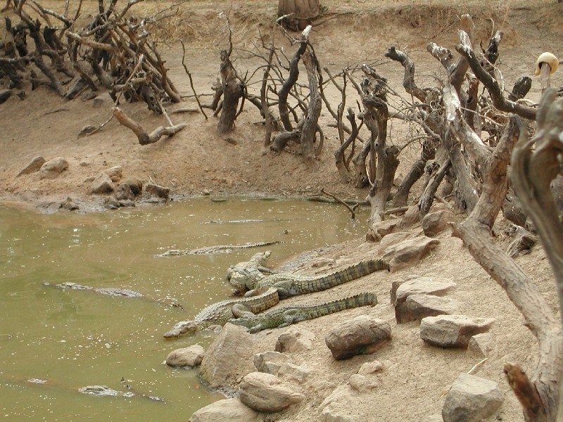 Mare aux crocodiles