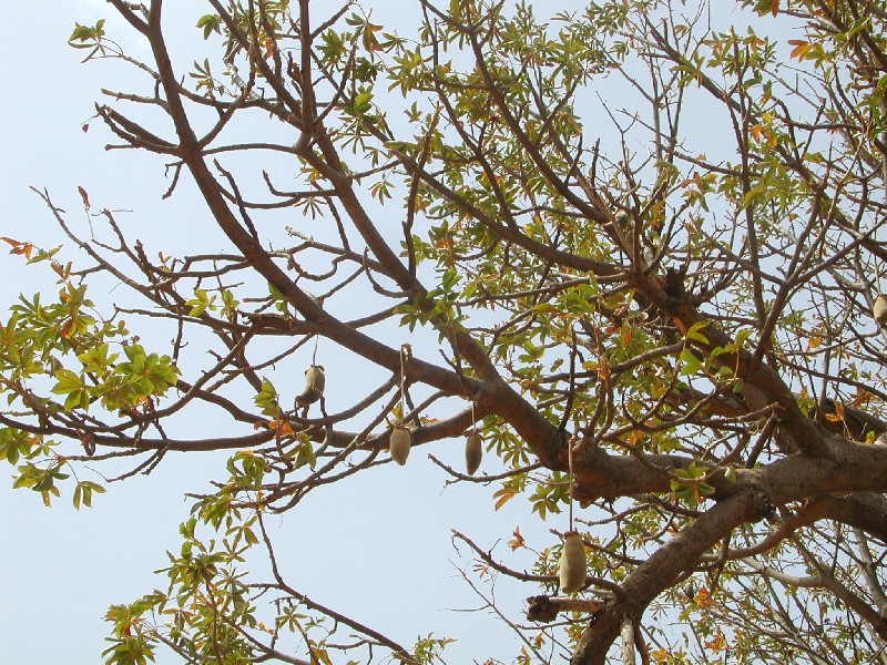 Fruits de l'arbre  pain