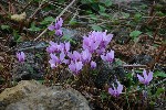 IMG_3858.jpg