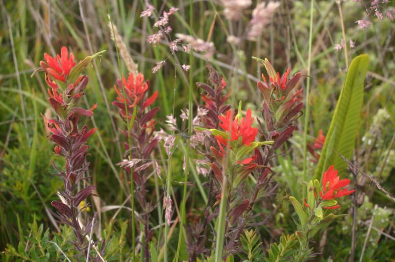 Castillejas virgata