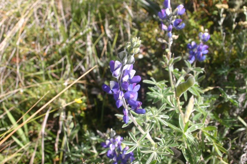 Lupin