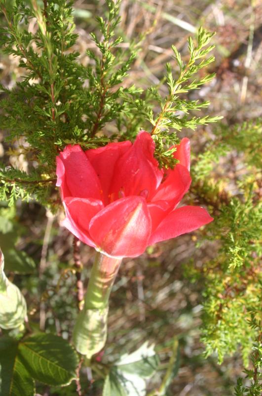 Passiflore