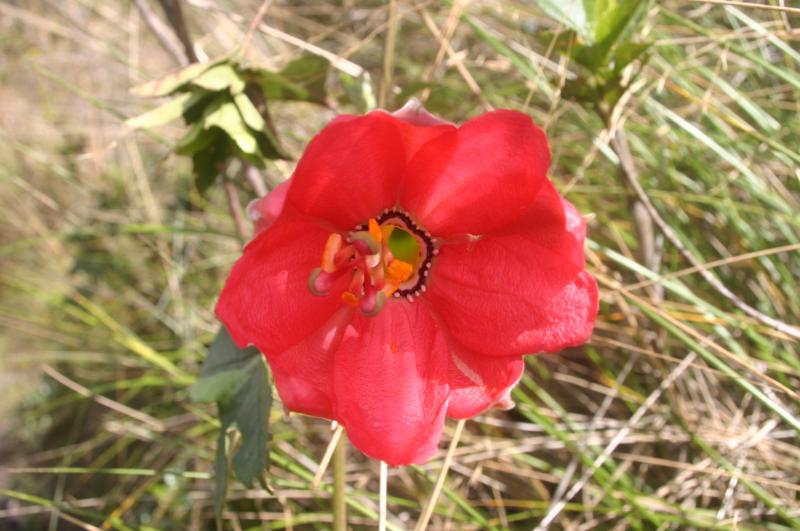 Passiflore