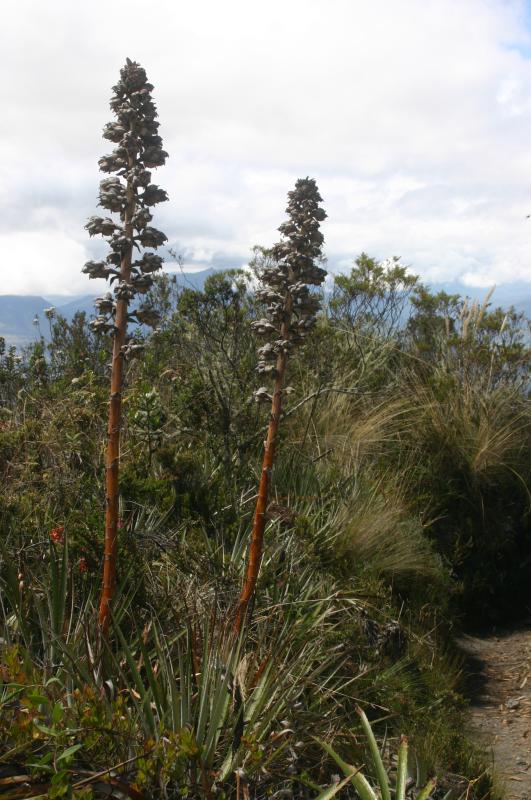 Puya aequatorialis