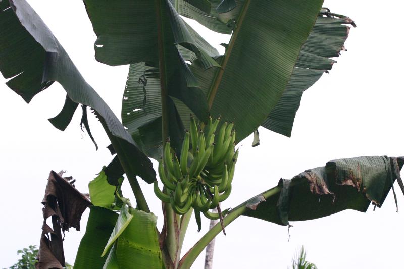 Banane plantin