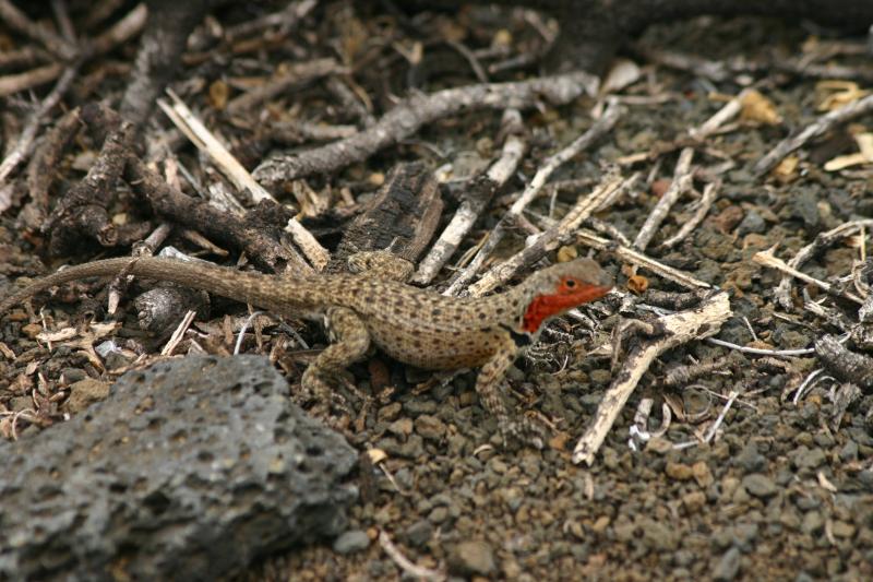 Lzard  des laves (Floreana)