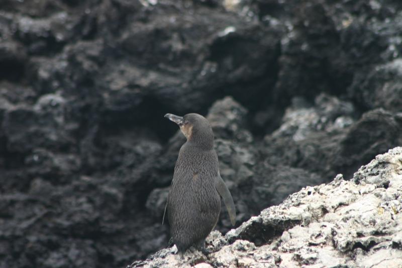 Manchot des Galapagos