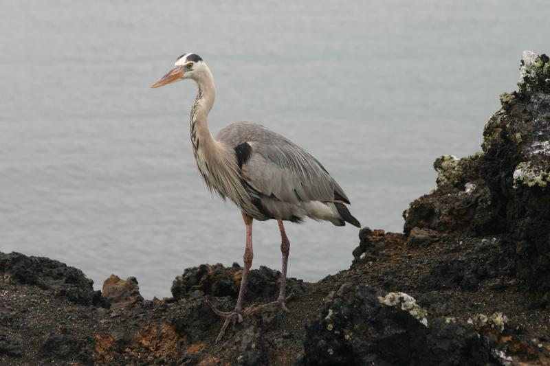 Grand hron gris