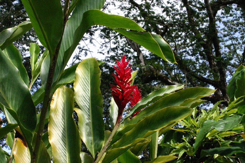 Alpinia purpurata