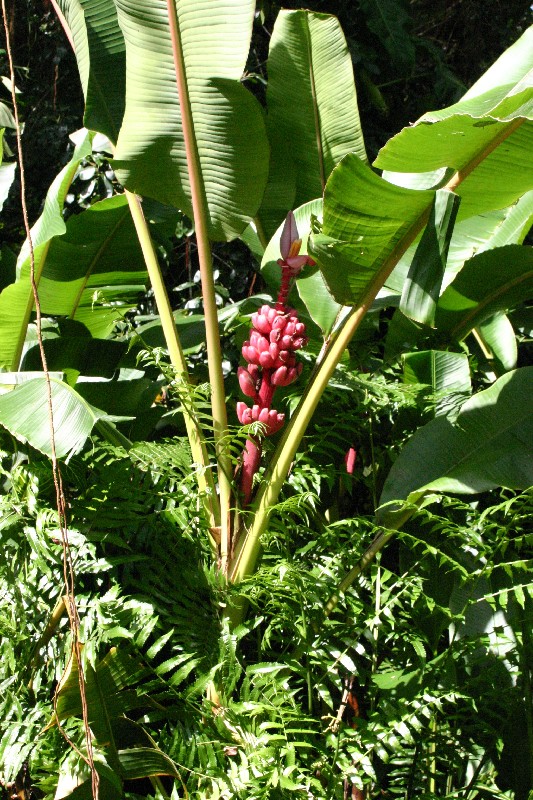 Musa velutina