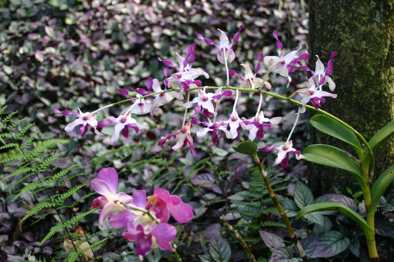 Orchides
