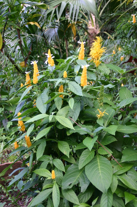 Pachystachys lutea