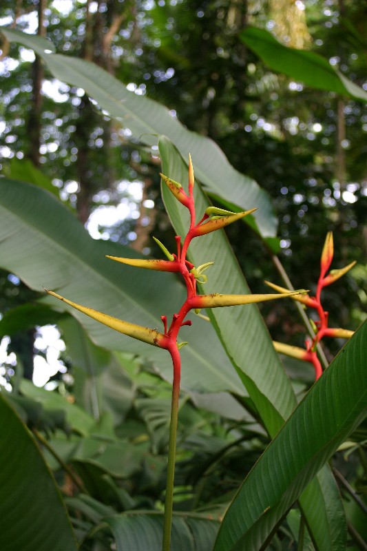 Heliconia lingulata