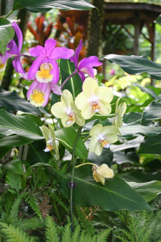 Orchides