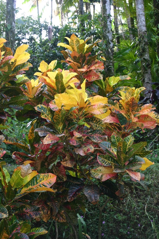 Terminalia catappa