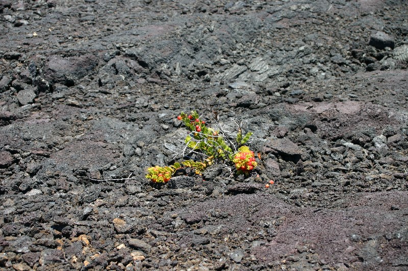 Vaccinium recticulatum