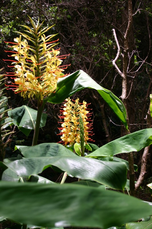 Hedychium gardnerianum