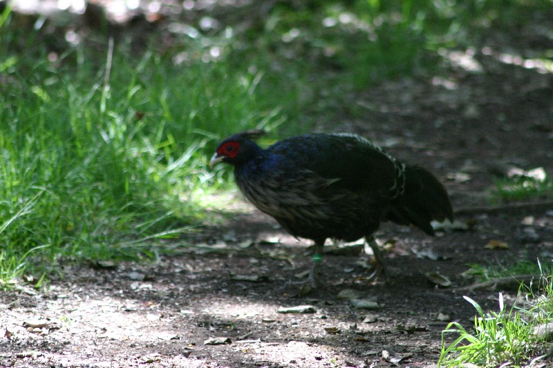 Kalij pheasant