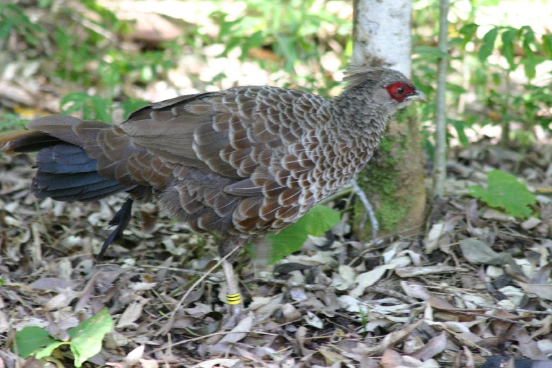 Kalij pheasant