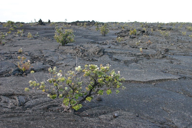 Metrosideros polymorpha