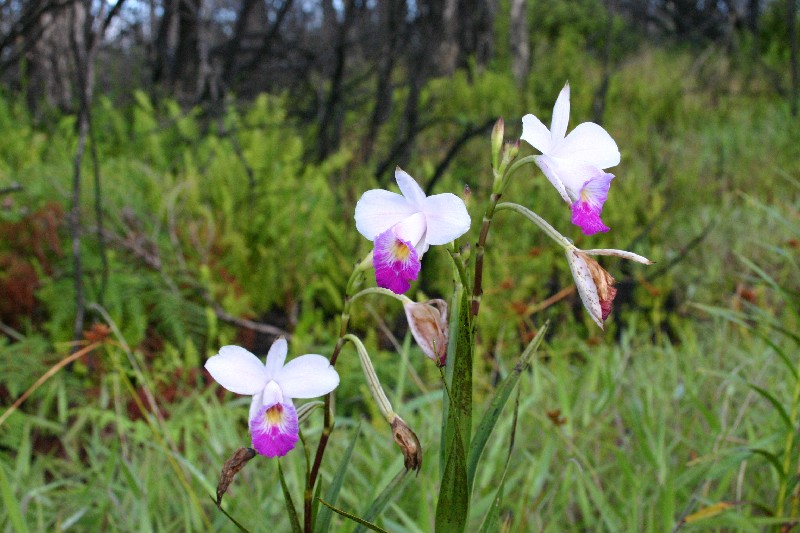 Orchides sauvages