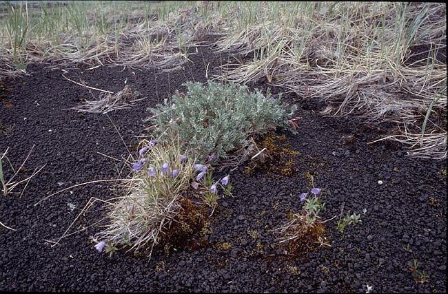 Fleurs Tolbachik (2)
