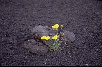 Photo argentique 24x36 (Canon EOS 500N)<br>Dimension: sur demande 3072x2048