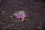 Photo argentique 24x36 (Canon EOS 500N)<br>Dimension: sur demande 3072x2048