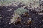 Photo argentique 24x36 (Canon EOS 500N)<br>Dimension: sur demande 3072x2048