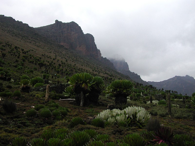 Senecio cottonii