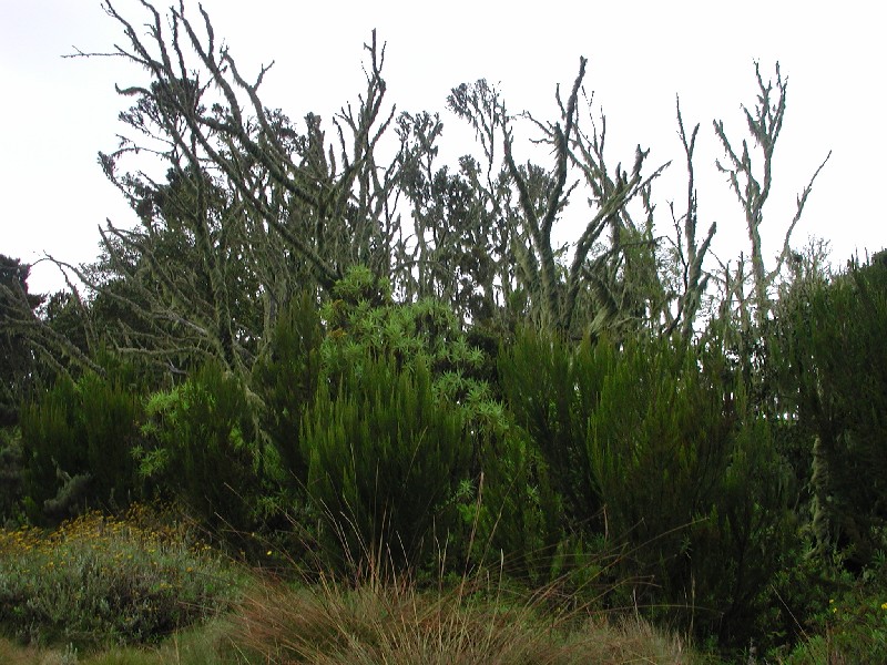 Lichen