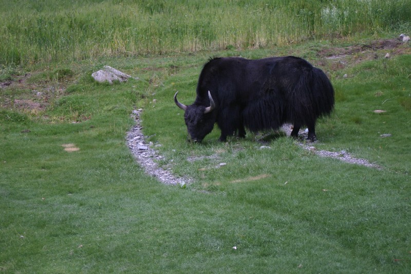 Yak
