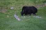 IMG_3264.jpg