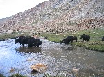 IMG_739.jpg