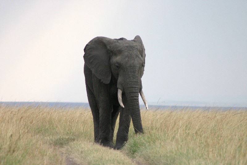 Elphant mle