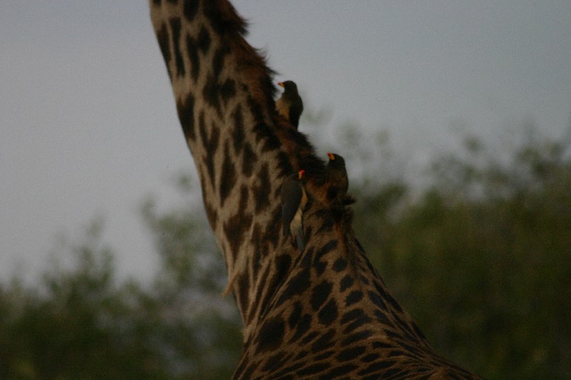 Girafe massa