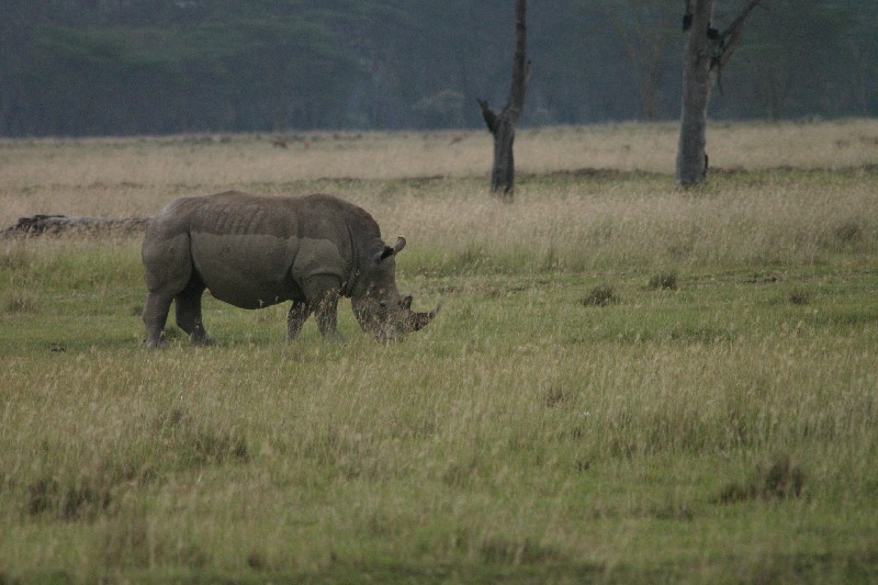 Rhinocros blanc