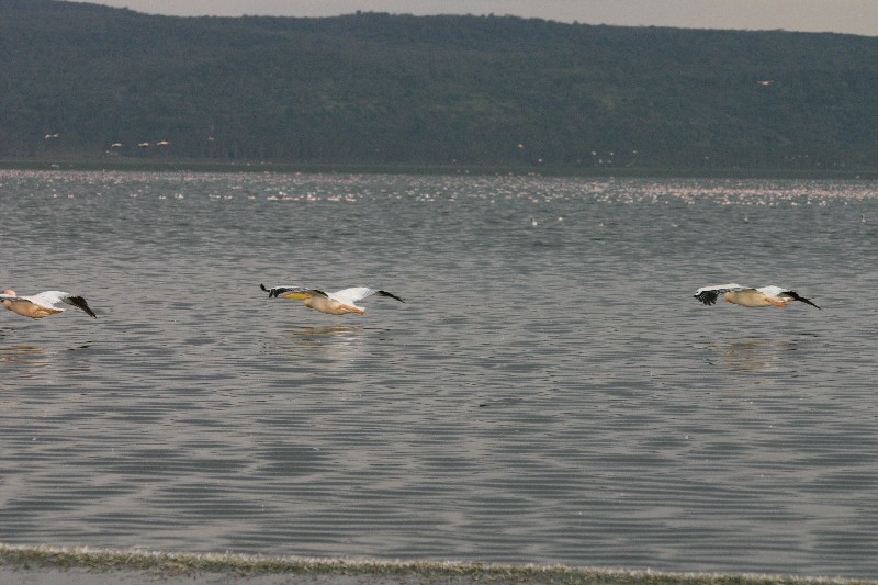 Vol de plicans et flamands
