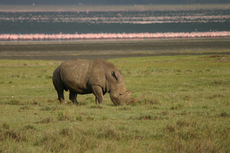 Rhinocros