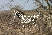 IMG_2657.jpg