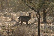 IMG_2663.jpg
