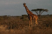 IMG_2667.jpg
